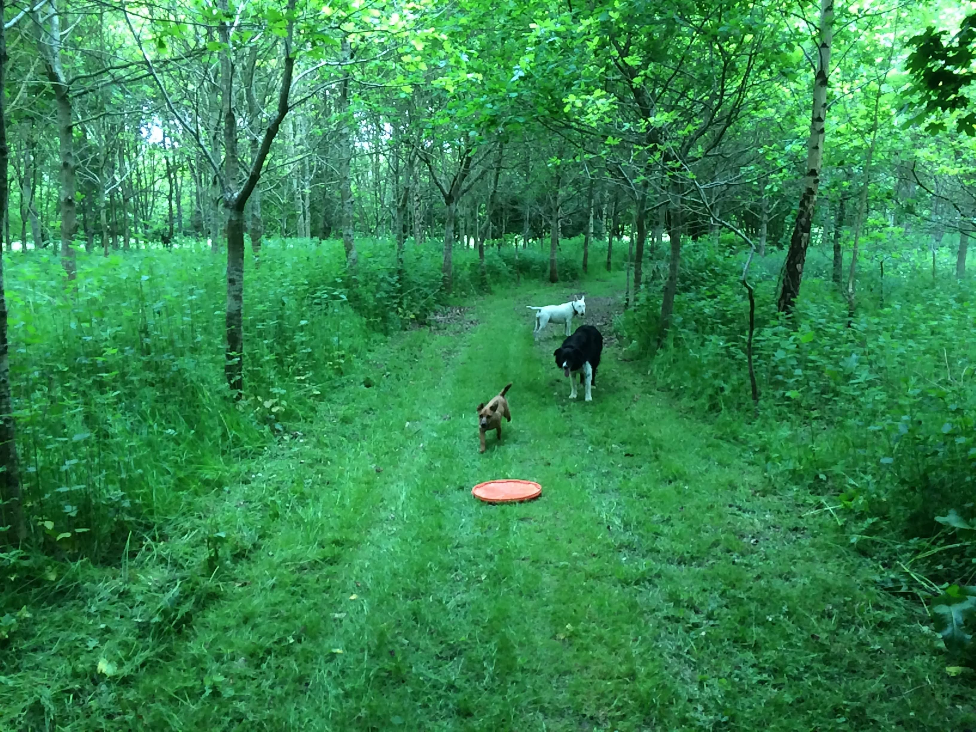 Woodland Image